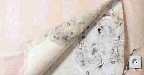 Humidité papier peint