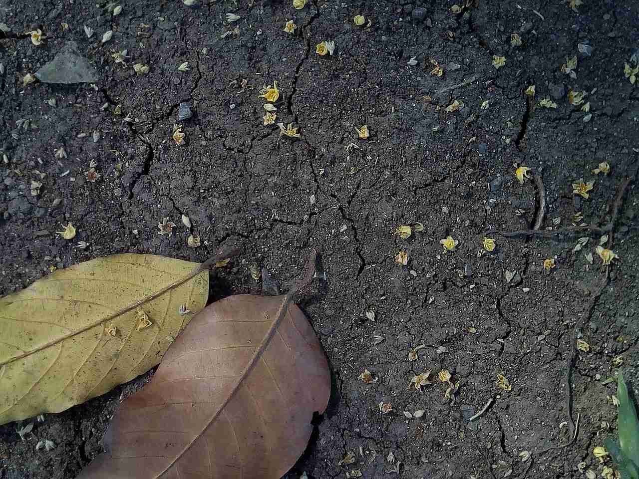 sol argileux fissures