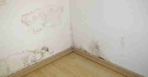 Désordre bâtiment : humidité cloison intérieure humidité cloison intérieure